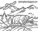 Grizzly Canadian sketch template