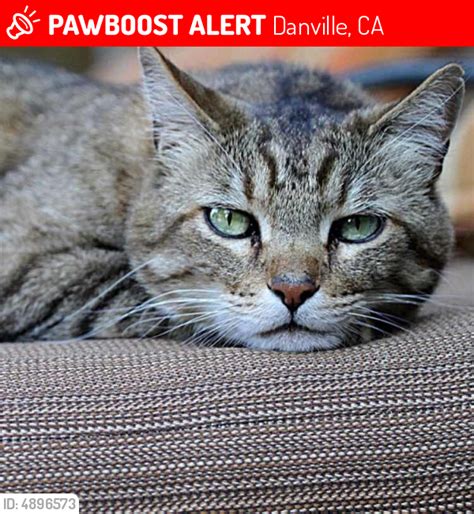 Lost Male Cat In Danville Ca 94526 Named Cj Id 4896573 Pawboost Free