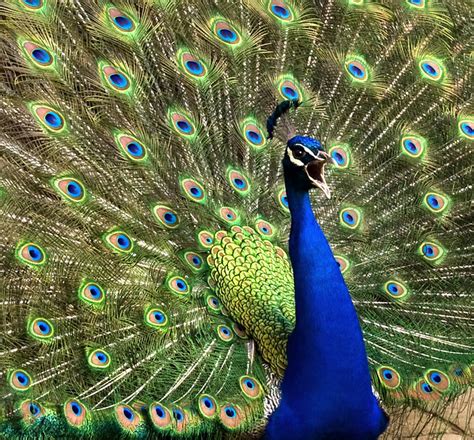 peacock flickr photo sharing