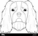 Charles King Cavalier Spaniel Coloring Easy Dog Vector Stock Alamy Illustration Isolated Cartoon Background Dogs sketch template