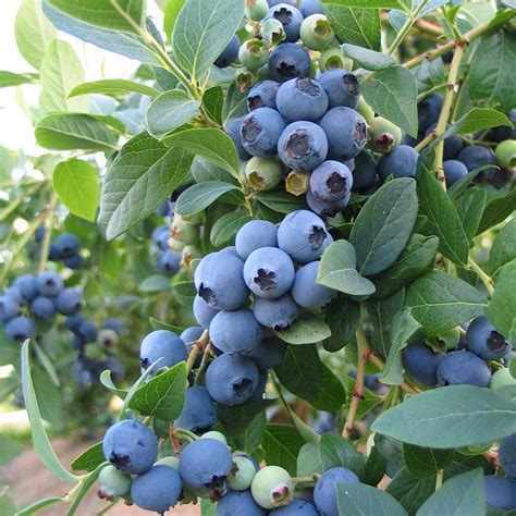 buy blueberry mid season fruiting  vaccinium bluecrop blueberry bluecrop delivery