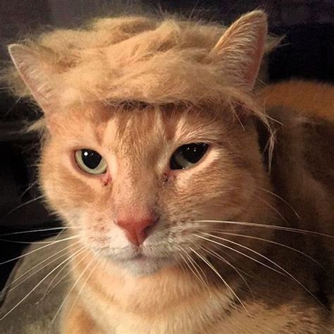 cats  donald trump hair      barnorama