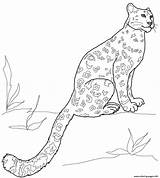 Leopard Snow Coloring Pages Baby Sitting Leopards Amur Colouring Color Print Printable Drawing Template Clipart Drawings Book Sketch Animals sketch template