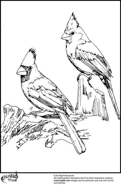 cardinal drawing  getdrawings