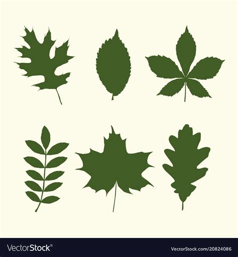 set  tree leaves shapes royalty  vector image