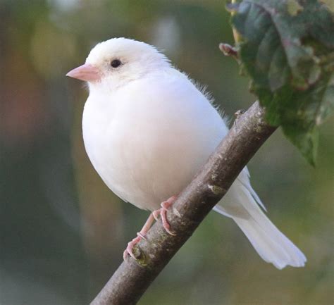 proof positive  white bird