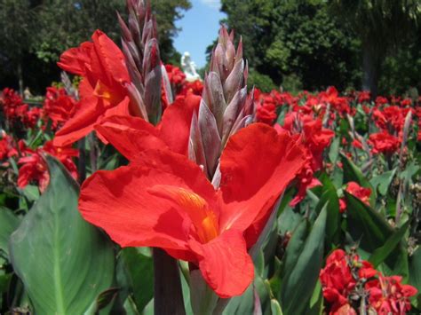 canna lilies tips  planting  growing cannas