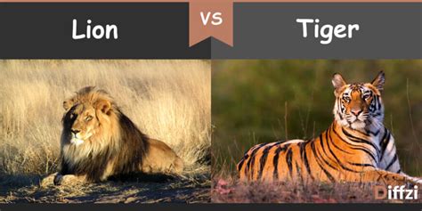 Lion Vs Tiger What Is The Difference Diffzi
