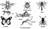 Insect Body Insects Coloring Pages Parts Choose Board sketch template