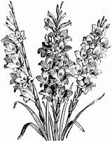 Gladiolus Larkspur Clipart Drawing Flowers Gladioli Etc Coloring Drawings Flower Usf Edu Hybrids Plant Pages Cliparts Tattoo Delphinium Yellow Designlooter sketch template