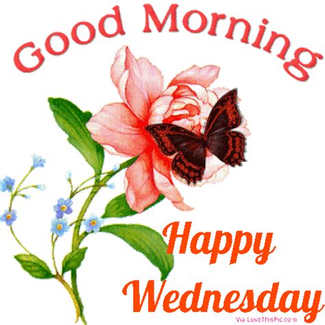good morning happy wednesday butterfly gif pictures   images
