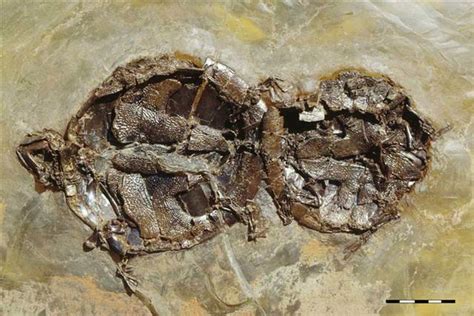 50 million year old turtles having sex grist