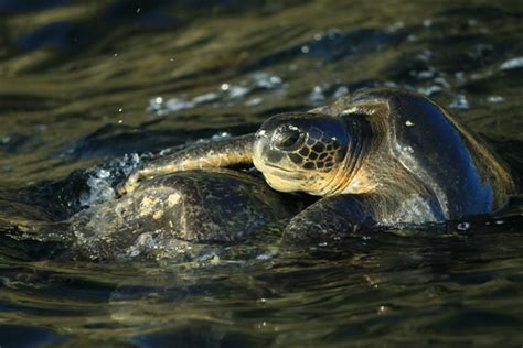 Galpagos Green Sea Turtles Having Sex Photorator