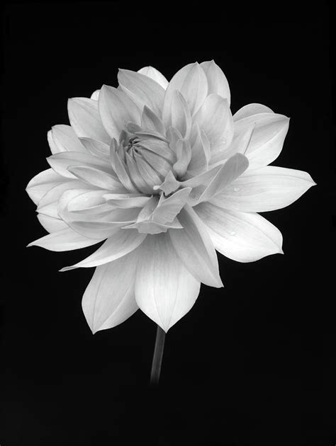 Dahlia In Gentle Shades Of Grey Photograph By Rosemary Calvert