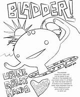 Coloring Bladder Pages Anatomy Sheet Iheartguts Organ Heart Colouring Guts Human Body Go Intestine Donation Cause Above Got Click Has sketch template