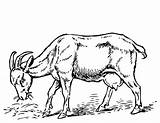 Goat 2449 Chèvre Coloriage Imprimer Cabra sketch template