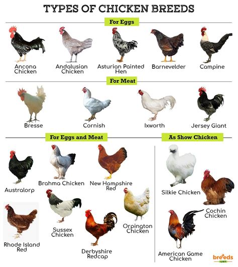 chicken breeds facts types  pictures