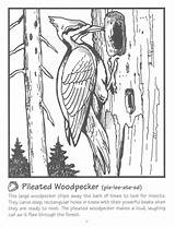 Woodpecker Pileated Coloringbay Billed Ivory sketch template