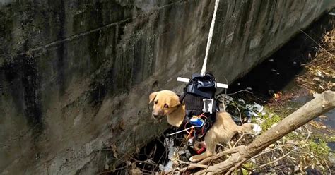 puppy rescue      interesting dronetrest
