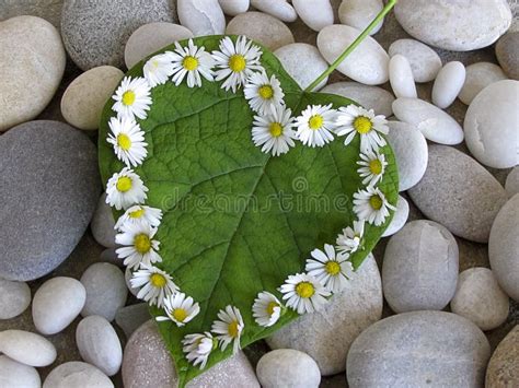 daisy heart stock photo image  nature daisy love