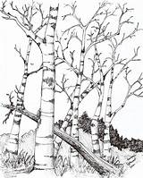 Birch Tree Drawing Trees Wood Deviantart Burning Patterns Coloring Choose Board Pages Getdrawings sketch template