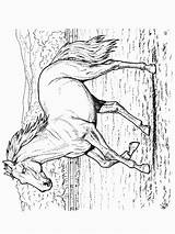 Paarden Pferde Realistic Malvorlagen Ausmalbilder Dieren Kolorowanki Animaatjes Kuda Colorare Mewarnai Paard Coloriages Pferd Equine Animasi Ausmalbild Animierte Bergerak Dla sketch template