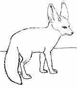 Fennec Mammals Foxes sketch template