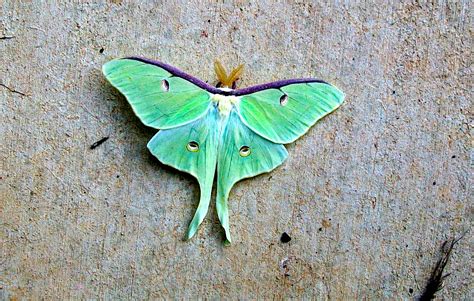 luna moth in my butterfly gardern gardern luna moth insects