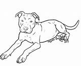Pitbull Drawing Pit Bull Clipart Line Stencil Face Deviantart Coloring Dog Drawings Pages Undead Wolfie Dogs Puppy Pitbulls Lineart American sketch template