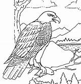 Eagle Coloring Bald American Hungry Eat Pages Drawing Soaring Mascot Realistic Flying Getdrawings Netart sketch template