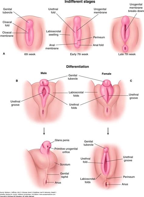 labium genitalia bobs and vagene