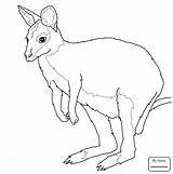 Kangaroo Getdrawings Kangaroos Mammals sketch template