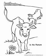 Coloring Cow Pages Printable Cows Popular sketch template