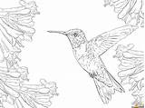 Hummingbird Coloring Pages Printable Ruby Throated Sheets Color Print Getcolorings Getdrawings sketch template