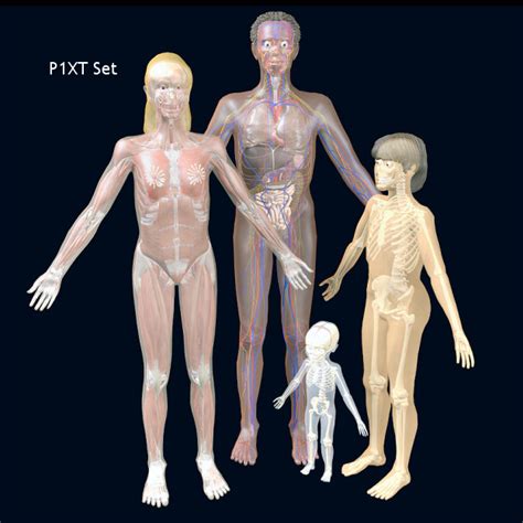 total human anatomy 5000 parts anatomium p 3d model max obj fbx ma mb