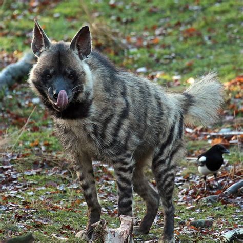 striped hyena beekse bergen jna safi kok flickr