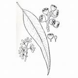 Eucalyptus Leaf Drawing Drawings Sketch Leaves Simple Australian Native Au Plant Line Easy Plants Tattoo Sketches Result Illustration Paintingvalley Scientific sketch template