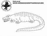 Snapping Alligator Designlooter 12kb sketch template
