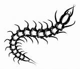 Centipede Tattoo Insect Tribal sketch template