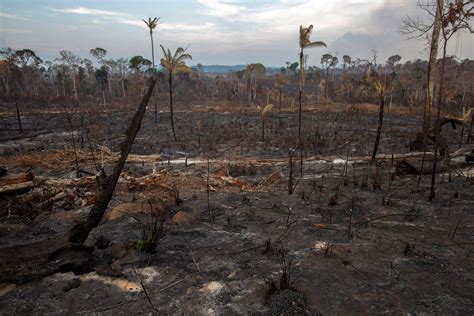 amazon rainforest fire  worst case scenario  uncomfortably  vox