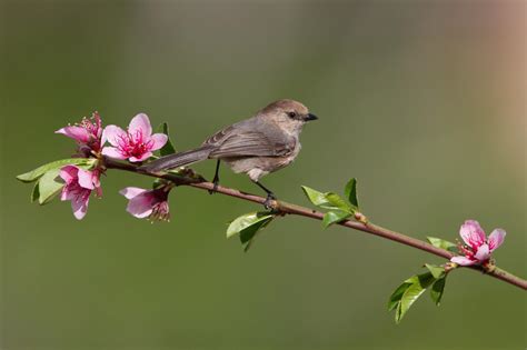 bird on a flowering tree branch hd desktop wallpaper widescreen
