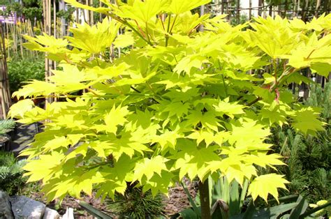 15 Varieties Of Japanese Maple Trees With Colorful Foliage