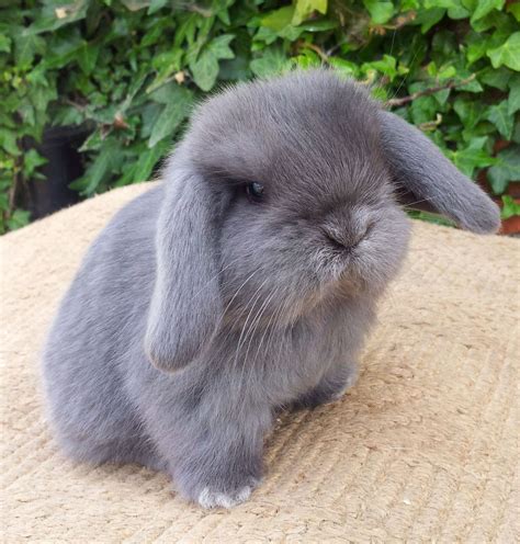 epingle sur cute pet rabbits