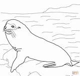 Galapagos Seal Coloring Pages Fur Seals Elephant Animals Printable Drawing Sheets Drawings Color Dot sketch template