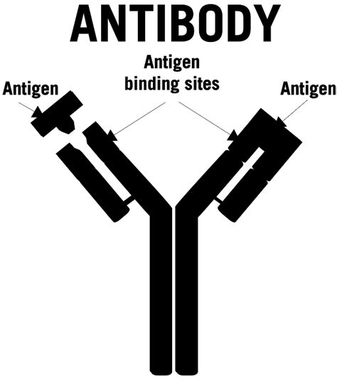 science  antibodies  defense