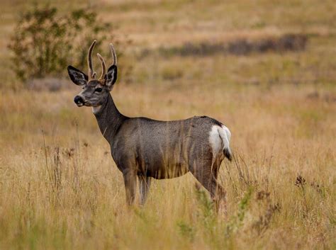 male mule deer photograph  barbara embick