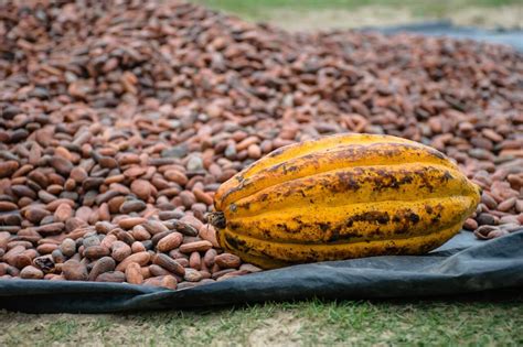 panen kakao   pengolahan buah  biji kakao