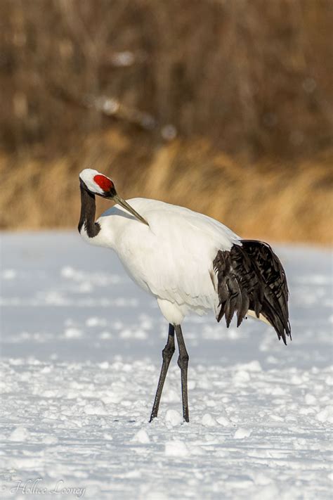 japanese red crowned crane  world