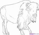 Buffalo Coloring Pages Draw African Outline Drawing Drawings Animals Animal Color American Step Print Bison Pencil Printable Kids Sheets Skull sketch template