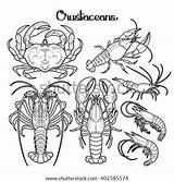 Thumb1 Crustacean Crustaceans sketch template